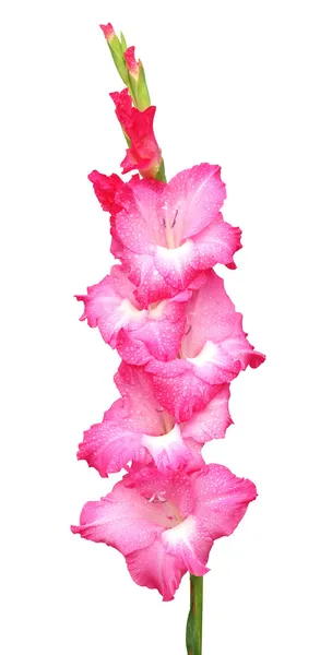 Closeup of pink gladiolus flower — Stock Photo, Image
