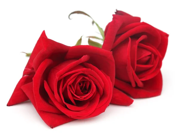 Closeup červených růží — Stock fotografie