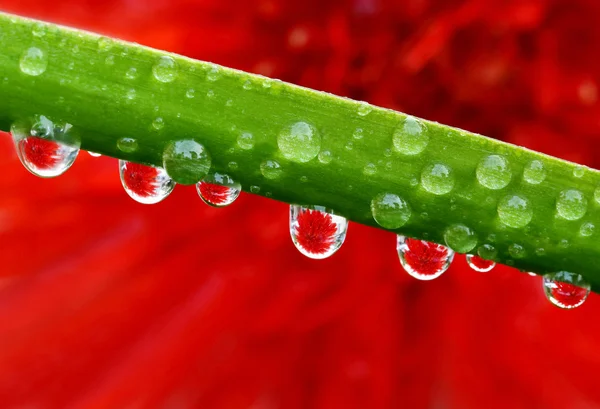Macro of droplets with Gerbera Flower — Stock Photo, Image