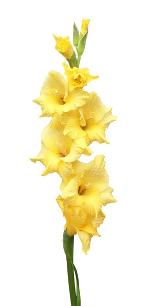 पिवळा ग्लॅडिओलस फूल — स्टॉक फोटो, इमेज