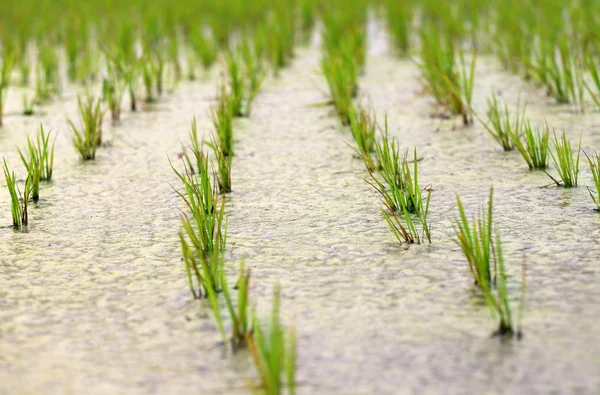 Plántulas de arroz recién plantadas en pantanos — Foto de Stock