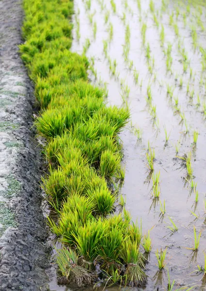 Paquete de plántulas de arroz en el campo de la agricultura rural —  Fotos de Stock