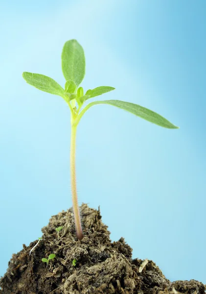 Tomato seedling with selective focus against blue sky — Stock Photo, Image