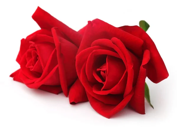 Pair of red roses — Stock Photo, Image