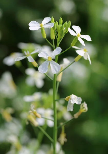 Gros plan de la fleur de radis — Photo