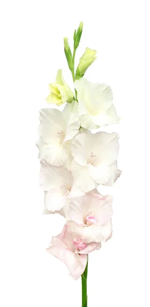 Weiße Gladiolenblüte — Stockfoto