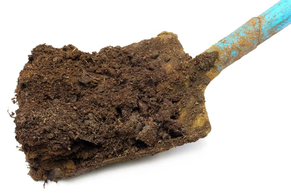 Cow manure on a shovel — Stock Photo, Image