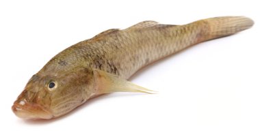 Tank goby of popular Bele fish of Indian subcontinent clipart