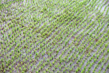 Yeşil pirinç ekimi alanı