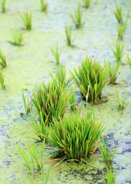 Green rice cultivation field — Stock Photo, Image