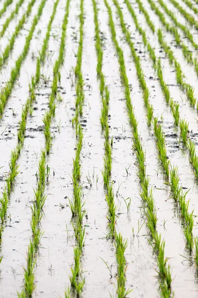 Зелене поле вирощування рису — стокове фото