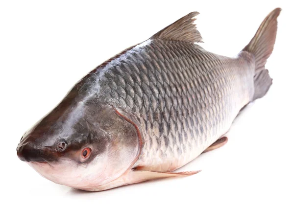 Рыба-рохит Индийского субконтинента — стоковое фото