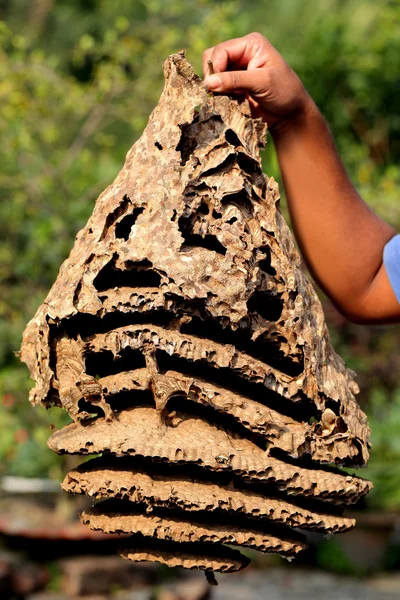 Hornet nest — Stock Photo, Image