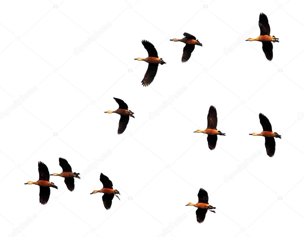 Flight of migratory birds