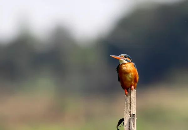 Little Kingfisher — Stock Photo, Image