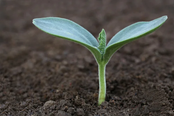 Bottle gourd seedling — Stock Photo, Image