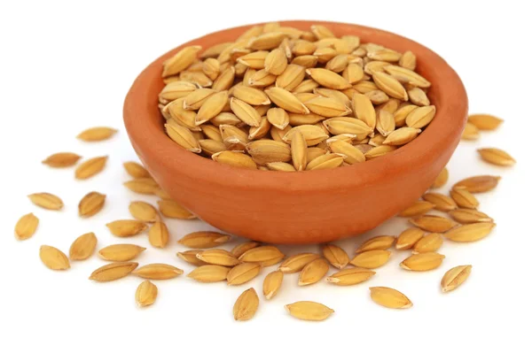 Paddy seeds on clay pot — Stock Photo, Image