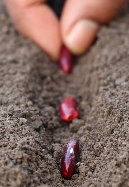 Plantation de haricots rouges — Photo