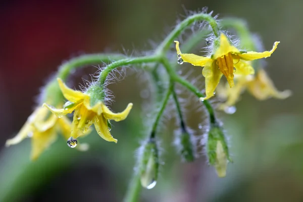 Томатный цветок — стоковое фото