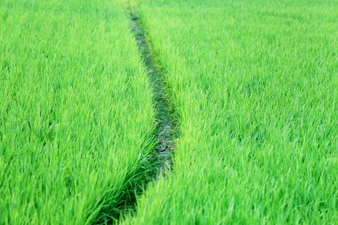 Yeşil pirinç tarlası
