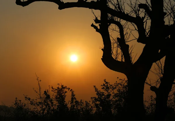 Tree, silhouette against sky — Stock Photo, Image