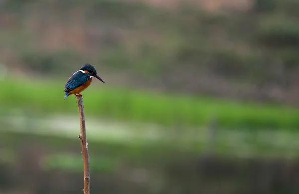 Pequeno pescador-rei — Fotografia de Stock