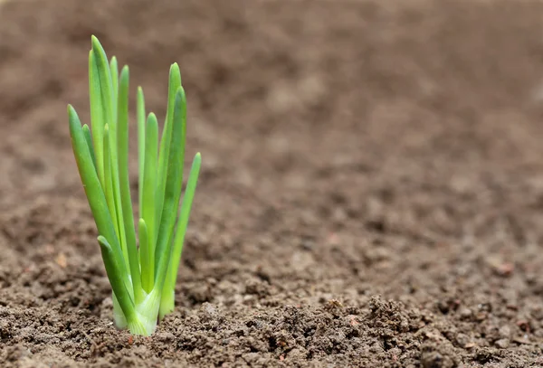 Close up of an onion plant — Stock Photo, Image