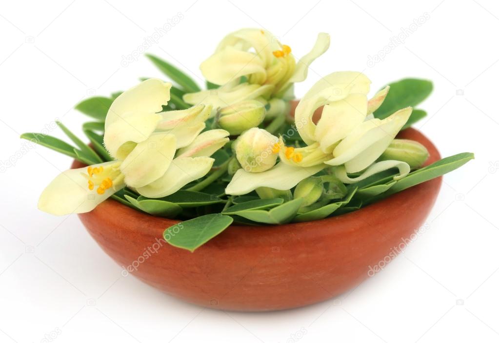 Edible moringa flower with leaves Stock Photo by ©bdspn74 43041997