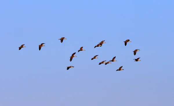 Полет перелётных птиц — стоковое фото