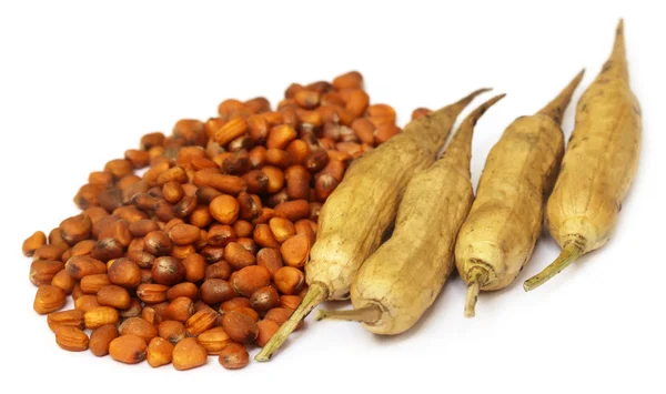 Radish seeds with dried pods — Stock Photo, Image