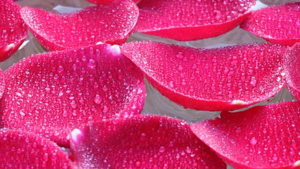 Pétalos de rosa en agua — Foto de Stock
