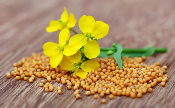 Mustard flowers with seeds — Stock Photo, Image