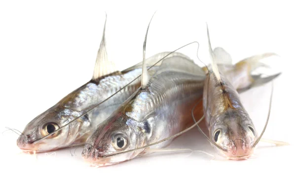 Tengra fish of Bangladesh — Stock Photo, Image