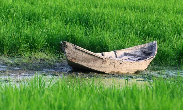 Старая деревянная лодка на рисовом поле — стоковое фото