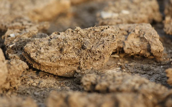 Dried cow dung — Stock Photo, Image