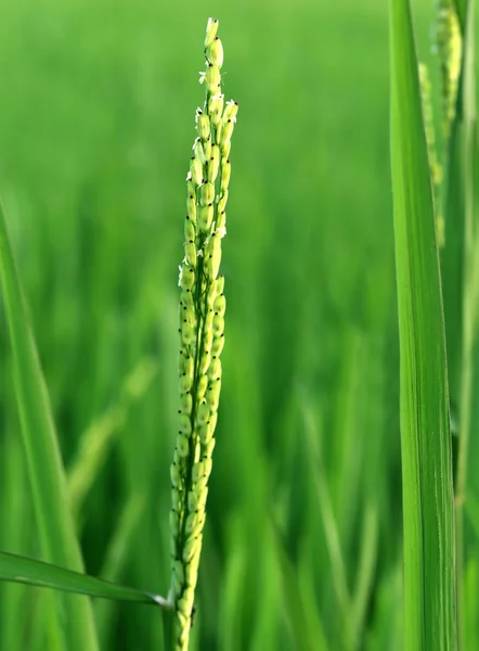 Groene paddy — Stockfoto