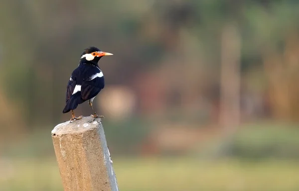 Asian Pied Starling — Stock Photo, Image