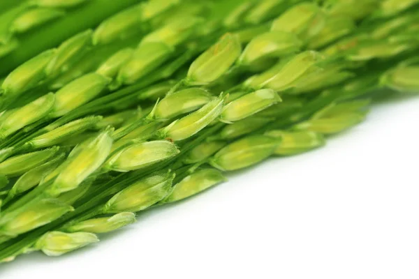 Groene paddy — Stockfoto