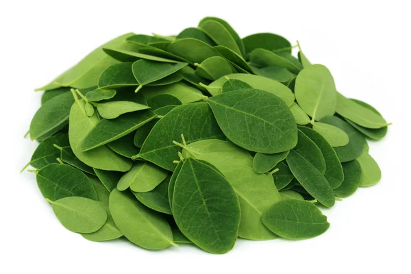 Foglie di moringa — Foto Stock