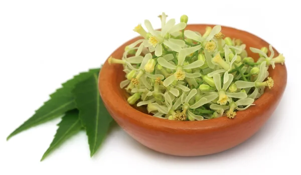 Hojas medicinales de neem — Foto de Stock
