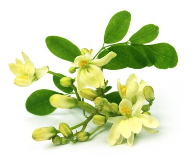 Edible moringa flower clipart