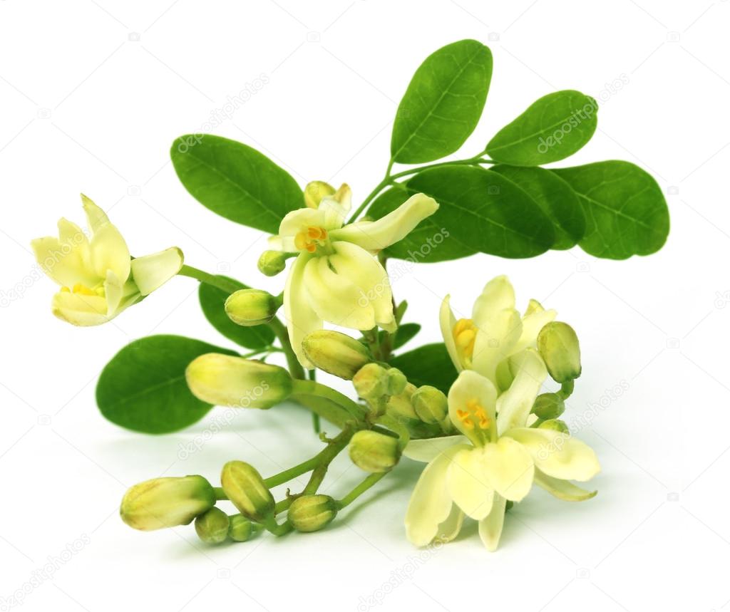 Edible moringa flower