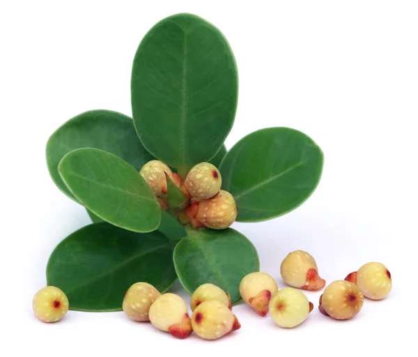 Banyan Frutas con hojas — Foto de Stock