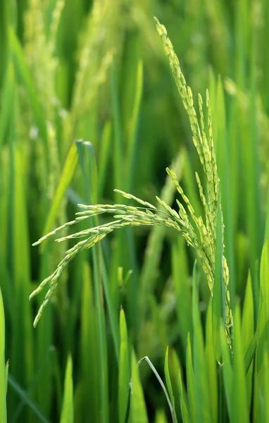 Grüner Reis — Stockfoto