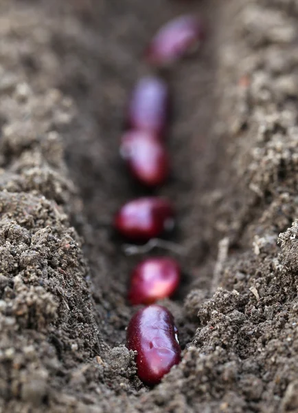 Planting Rajma dal — Stock Photo, Image