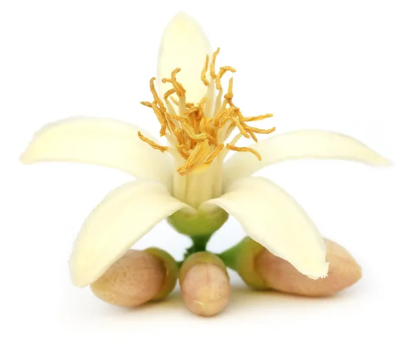 Kwiat cytryny — Zdjęcie stockowe