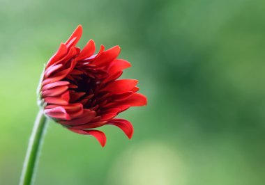 Kırmızı gerbera çiçek