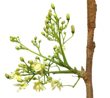 yenilebilir moringa çiçek