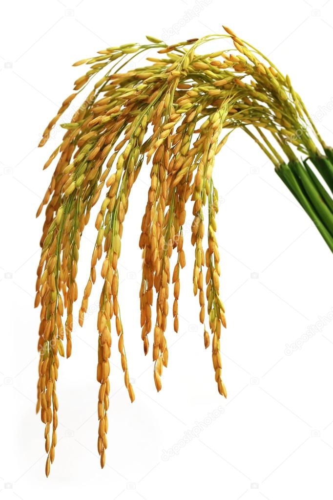 Paddy seeds