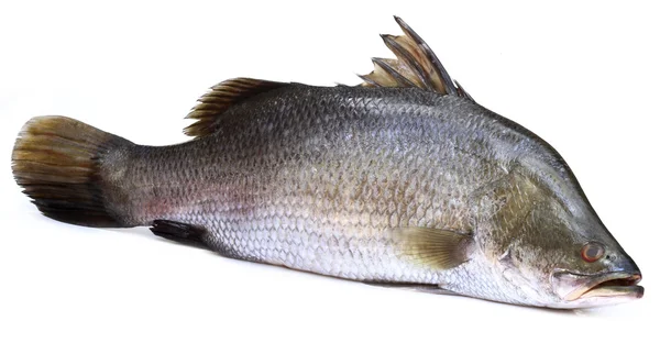 Barramundi o pesce corallo del sud-est asiatico — Foto Stock